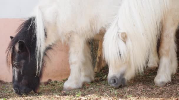 Niedliche zwei weiße und schwarze Ponys fressen grünes Gras auf dem Hintergrund einer milchig rosa Bauernhofmauer. Kleine Babypferde mit wunderschönen seidigen Mähnen und niedlichen Gesichtern an einem sonnigen Tag. Zeitlupe. Nahaufnahme. — Stockvideo
