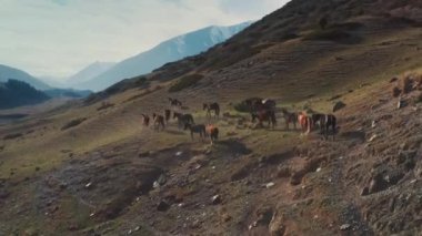 Helikopter, güneşli bir günde mavi gökyüzü ve bulutları olan bir dağ vadisinin arka planında yürüyen bir at sürüsüne doğru uçar. Bir siyah ve kahverengi at sürüsü gün batımında yürüyor.