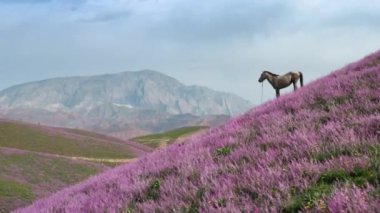 Mor renkli bir tepenin üzerinde muhteşem bir hava uçuşu, tepesinde bulutlu ve dağlı mavi bir gökyüzünün arka planına karşı güzel beyaz bir at var. Rüya manzarasının kuş bakışı görüntüsü.