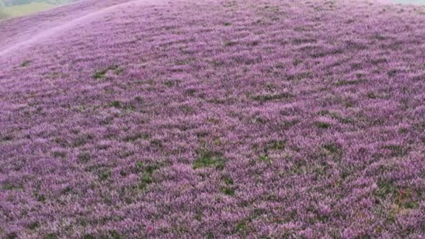 Боковой полет над фиолетовыми полями горной лаванды. Зеленое поле с фиолетовыми лавандовыми маковыми растениями и горным ландшафтом, меняющимся по высоте. Солнечный день. Выращивание весенней лаванды. — стоковое видео