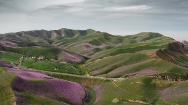 Ett luftigt landskap med gröna kullar och lila lavendelfält. En pittoresk vy panorama med en bergig dal, en väg med bilar på en solig dag mot bakgrund av en blå himmel med moln — Stockvideo