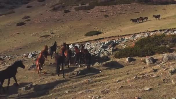 Kayaların üzerinden uçan bir at sürüsünün, büyük dağların arka planına tırmanırken ve bir grup atın tepede yürürken çekilmiş bir fotoğrafı. Bozkırda bir manzara Bir günde. — Stok video