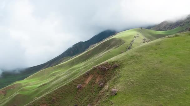 Ένα ευάερο τοπίο με πράσινα βουνά, γκρι πέτρες βρίσκονται πάνω τους και μικρά δέντρα μεγαλώνουν στο φόντο ενός γιγαντιαίου νέφους. Ένα ειδυλλιακό τοπίο, ένα drone πετά σε ένα σύννεφο και χάνει του — Αρχείο Βίντεο