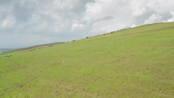 Uma paisagem aérea maravilhosa com campos verdes onde grandes bandos de ovelhas pastam, em um dia nublado contra um céu azul com grandes nuvens. Campos agrícolas e extensões infinitas filmadas em um drone. — Vídeo de Stock