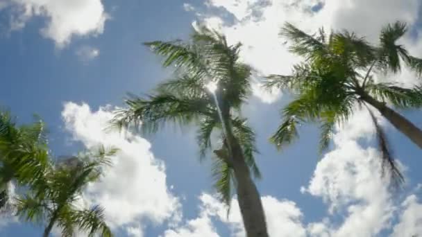 太陽が白い雲と青い空に輝く緑のヤシの木の下からの眺めを動かして撮影します。太陽の光からのバンプや光の点滅の素晴らしい景色. — ストック動画