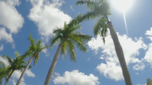 Pohybující se pohled zdola nahoru na zelené palmy, skrz které slunce svítí proti modré obloze s bílými mraky. Nádherný výhled na hrboly a záblesky světla z paprsků slunce. — Stock video