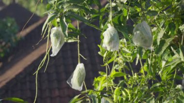 Yeşil mangolu mango ağacı hızlandırılmış olgunlaşma ve meyve için plastik torbalara sarılmış.. 