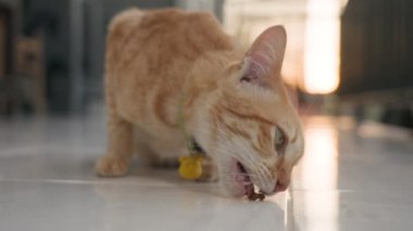 Beyaz çizgili güzel kırmızı bir kedi ve sarı ayı kafası şeklinde bir tasma son kuru yiyeceği yiyor. Beyaz bir verandada gün batımına karşı sevimli bir kedi..