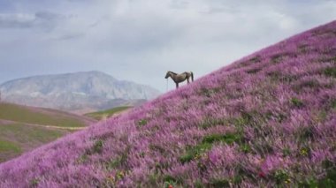Mor renkli bir tepenin üzerinde muhteşem bir hava uçuşu, tepesinde bulutlu ve dağlı mavi bir gökyüzünün arka planına karşı güzel beyaz bir at var. Vadinin resimli kuş bakışı manzarası harika bir rüya manzarasıdır..