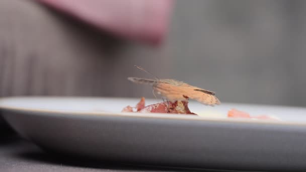 Un papillon brun avec une aile déchirée est assis sur un plat de bacon et mange avec un tronc mince et rabat ses ailes. Un papillon apprécie un repas de viande provenant d'une assiette humaine. Marco shot est au ralenti. — Video