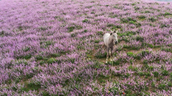 A fabulous field of lilac lavender with a white perfect horse. Flower fields with green grass and a white horse with a beautiful mane. An idyllic panorama from dreams or fairy tales.