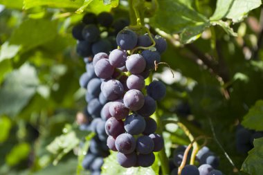 Bir greyfurt markası. Yeşil yapraklı mor kırmızı üzümler.