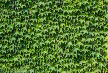 Yaprak yeşil doku. arka plan