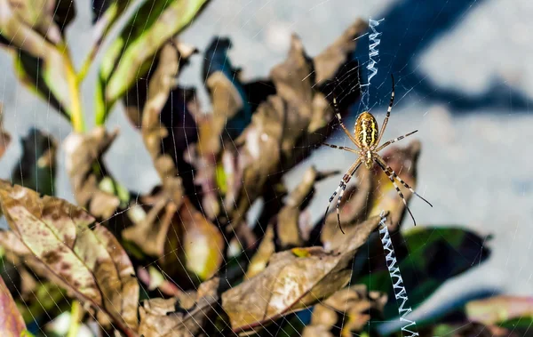 Güzel örümcek web örgü — Stok fotoğraf