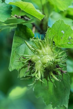 bir ağaç üzerinde olgunlaşmamış fındık