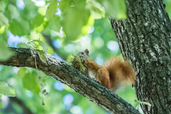 Squirrel eat hazelnut sitting — Stock Photo, Image