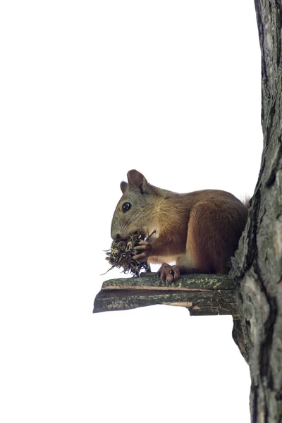 Squirrel and tree isolated over — Stock Photo, Image