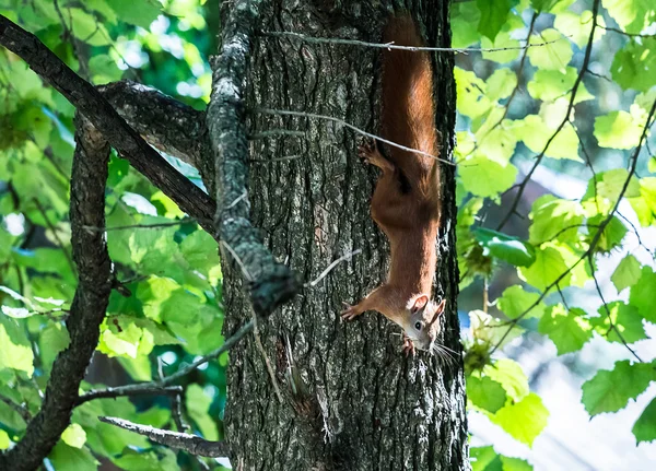 Squirrel jumps in the summer forest — Stock Photo, Image