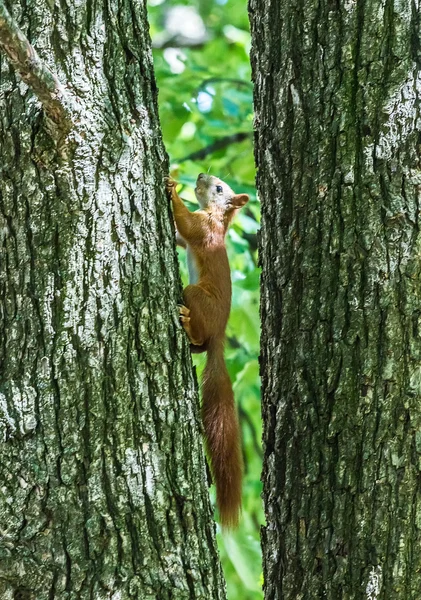 squirrel jumps in the summer forest
