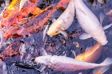 Renkli balıklar, CARP ya da gölde yüzen süslü sazanlar. Su siyahtır.