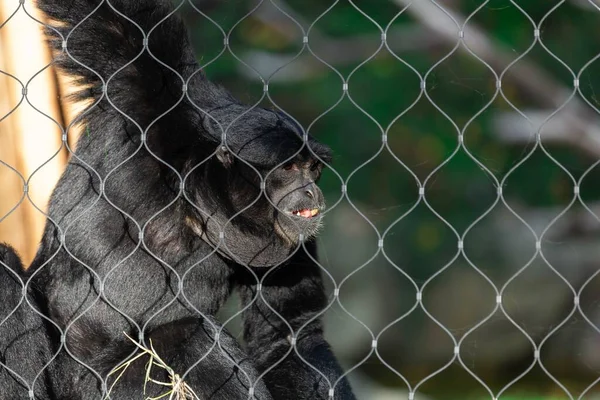 Siamang Gibbon Symphalangus Syndactylus Zoológico Detrás Una Red Que Puede — Foto de Stock