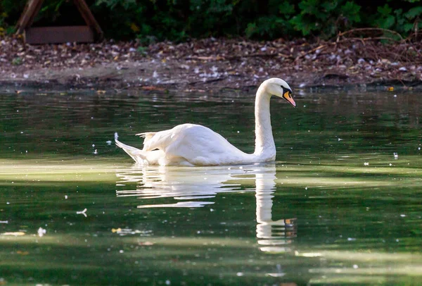湖の白白鳥 — ストック写真