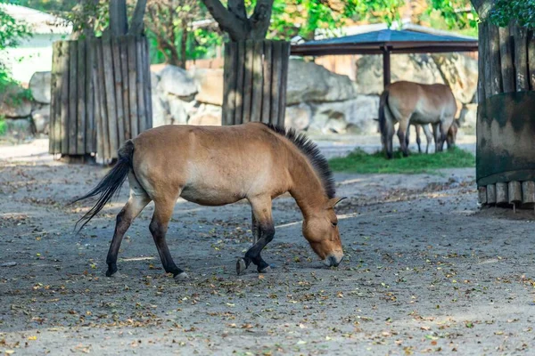 Конь Прижевальского Пастбище — стоковое фото