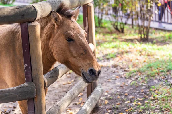 Άλογο Του Prizhevalsky Στο Βοσκότοπο — Φωτογραφία Αρχείου