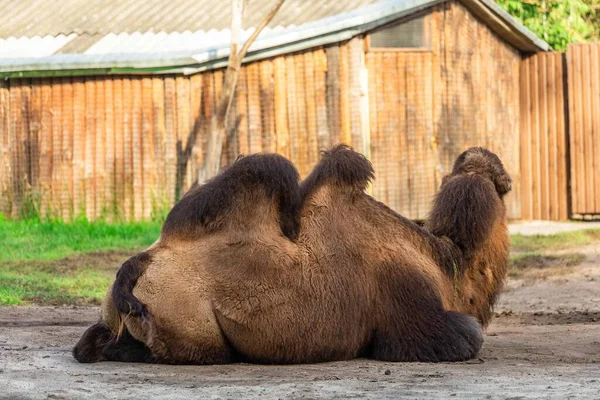 Cammello Trascorrere Sua Giornata Uno Zoo Bello Cercando Grande Cammello — Foto Stock