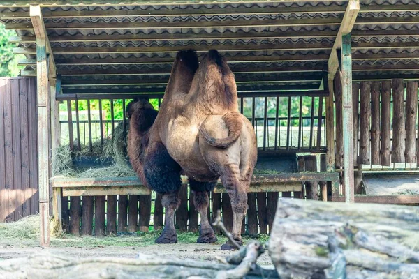 Kamel Verbringt Seinen Tag Zoo Schön Aussehendes Großes Kamel Genießt — Stockfoto