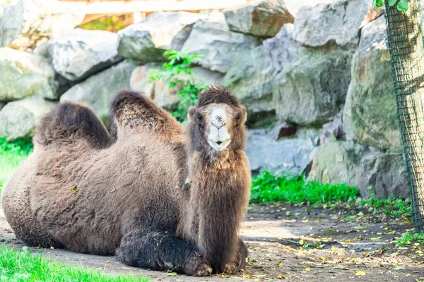 Kamel Verbringt Seinen Tag Zoo Schön Aussehendes Großes Kamel Genießt — Stockfoto