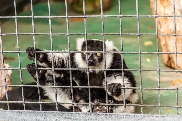 Ein Affe Windet Fratzen Käfig Des Zoos — Stockfoto