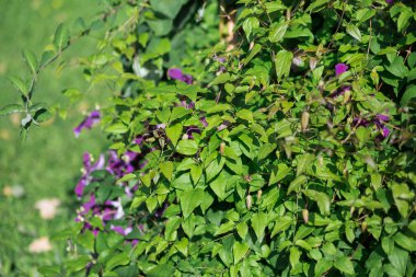 Eremophila nivea mor çiçekler çiçek