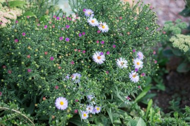 Botanik Bahçesi Güz