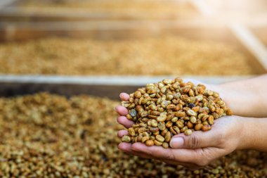 Çiftçi elini kapat ve kuru kahve çekirdeğini tut.