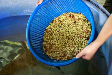 Ham kahve çekirdekleri sepette ve çiftçi elinde işlendi. 