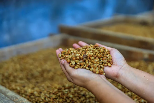 Torra Kaffebönor Hålla Händer Jordbrukare Process — Stockfoto