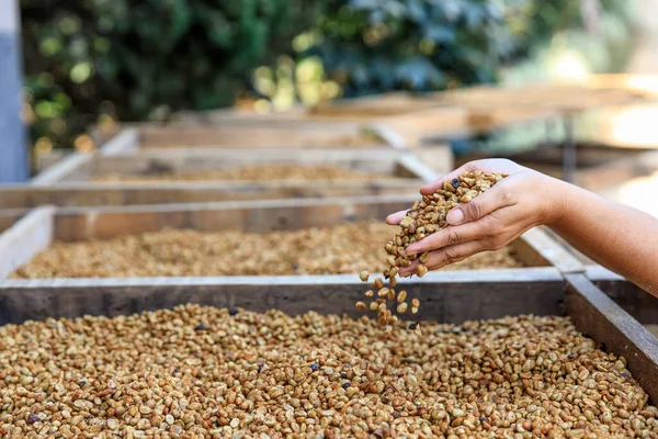 Torra Kaffebönor Hålla Händer Jordbrukare Process — Stockfoto