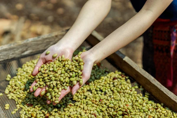 Råkaffe Och Torkning Process Hand Jordbrukare Och Råkaffe Behållare Bakgrund — Stockfoto