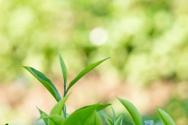 Kapalı ve seçici odaklı taze yeşil çay yaprakları tarlada bulanık. 
