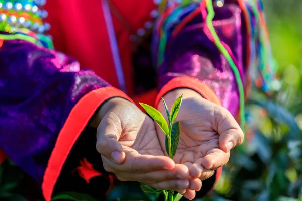 Feine Qualität Grüntee Blätter Der Hand Junge Gärtnerin Nahaufnahme Und — Stockfoto