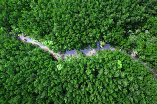 雨季的红树林绿林空中俯瞰泰国无人驾驶飞机 — 图库照片