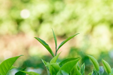 Kapalı ve seçici odaklı taze yeşil çay yaprakları tarlada bulanık. 