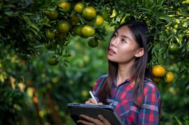 Mandalina tarlası sahibi genç Asyalı bir kız. Ekose gömlek giyiyor. Mandalinalarının kalitesini kontrol ediyor. 