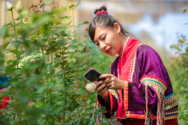 Karen 'ın elbisesi içindeki genç kadın telefon kamerasını kullanarak Tayland' ın gül bahçesinde Rose 'un fotoğraflarını çekiyor.