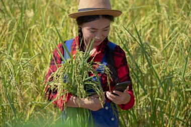 Genç Asyalı kadın çiftçi akıllı telefon uygulamasında pirinç fiyatını tarımsal çiftlikteki internet ağını kullanarak kontrol ediyor.