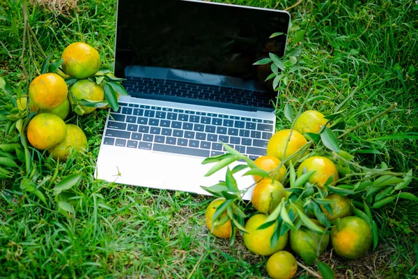 above creative concept laptop and orange fruit with green leaves background