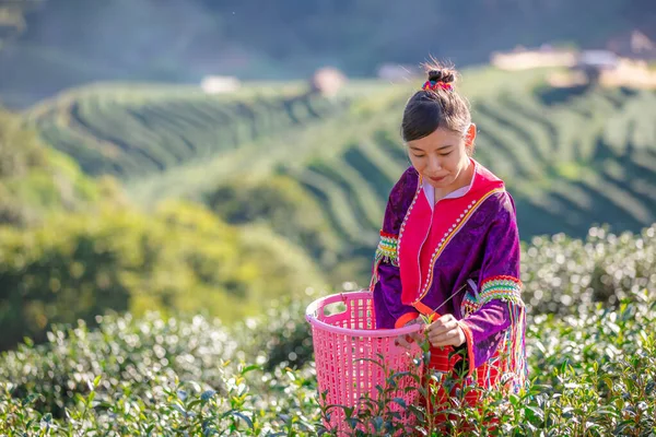 young woman asian farmer in Karen dress picking little green tea agricultural area on the mountain chiang rai Thailand