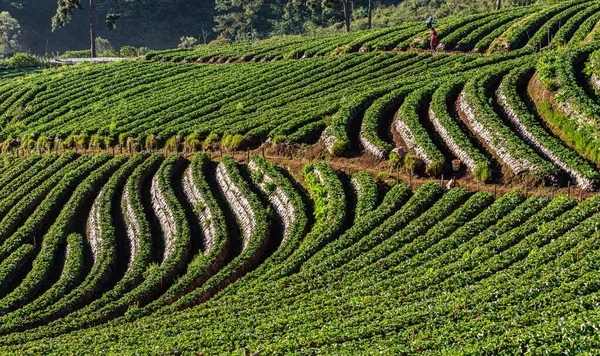 Área Agrícola Morangueiro Doi Chiang Mai Tailândia — Fotografia de Stock