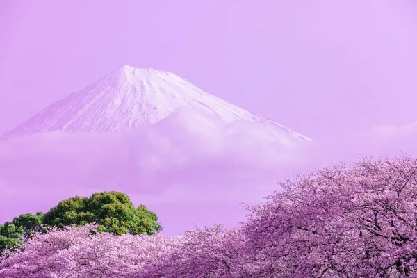 Colourful Pink White Balance Process Sakura Blossom Season Fuji Mountain — Stock Photo, Image